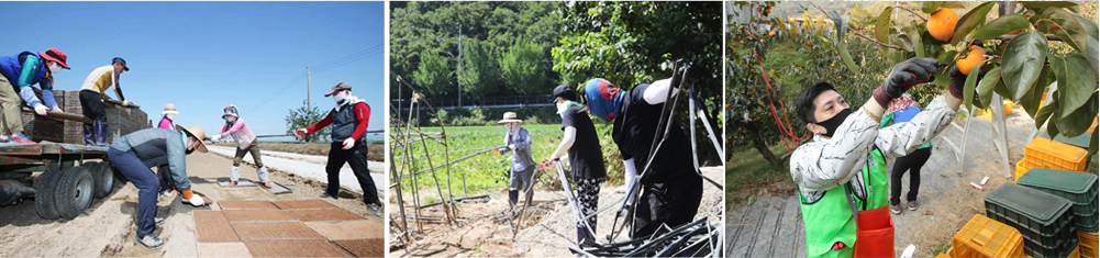 감따기, 폐하우스 철거 등 농촌 일손 돕기에 한창인 창원레포츠파크 직원들